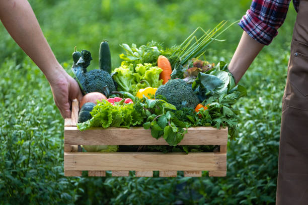 farm to table pic Hand of farmers carrying the wooden tray full of freshly pick organics vegetables at the garden for harvest season and healthy diet food concept
